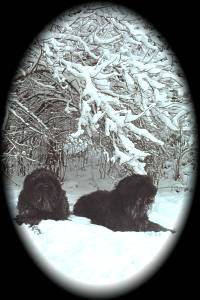 Nysse & Yrj� talvella 1997