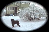 Bouvierkennel Naavaparran