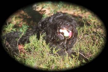 Nysse and his ball