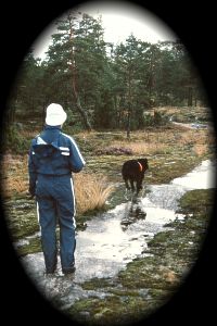 viesti, VIE!
